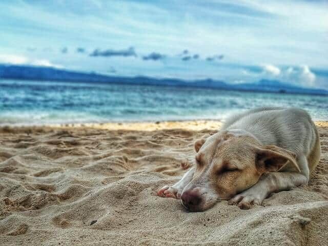 Dog on the beach