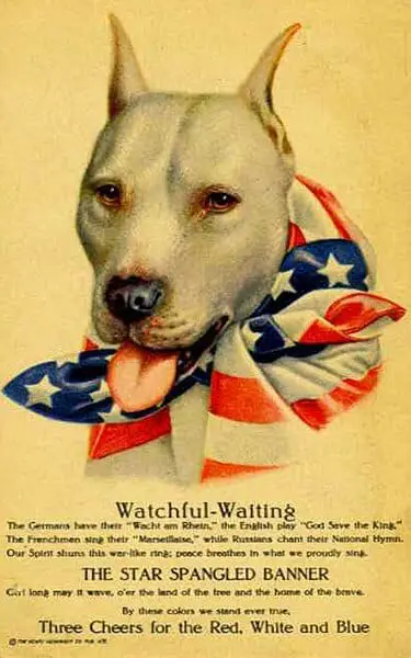 Pitbull WW1 poster