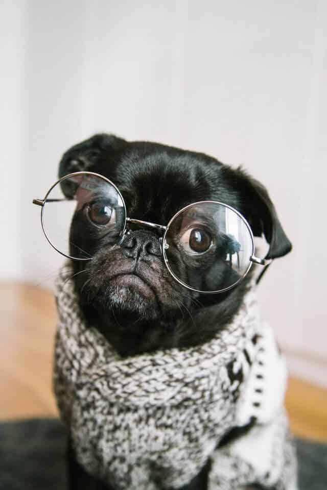 Pug in glasses