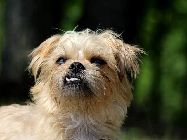 Brussels Griffon