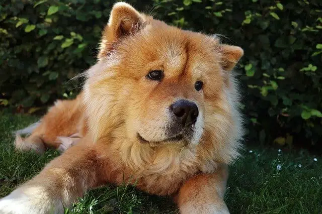 Chow Chow