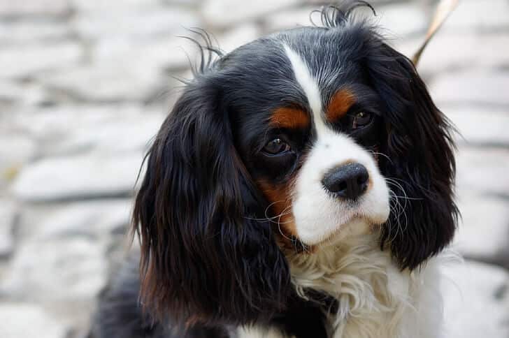 English Toy Spaniel