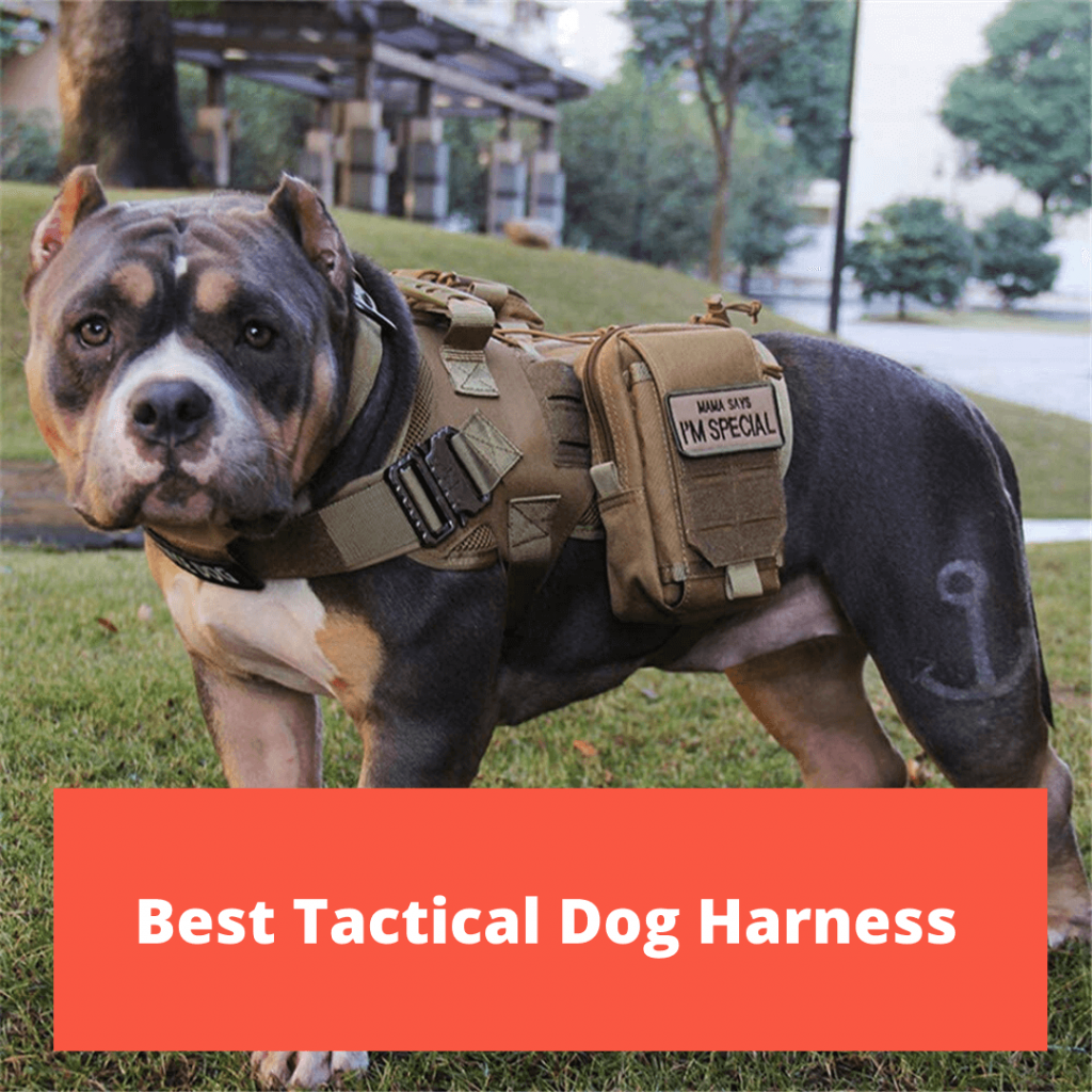 Best tactical dog harnesses 2023 The Best of Breeds