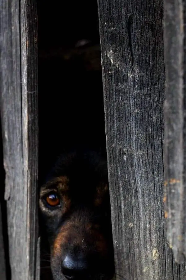 Dog hiding