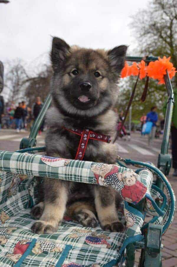 Puppy in stroller