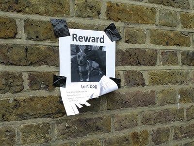 Lost dog poster