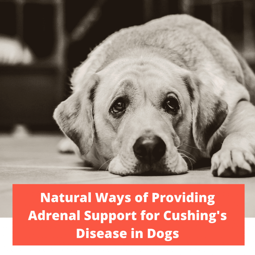 The Natural Ways Of Providing Adrenal Support For Cushing’s Disease In ...