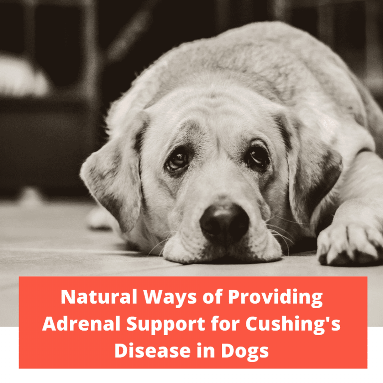 The Natural Ways of Providing Adrenal Support for Cushing's Disease in
