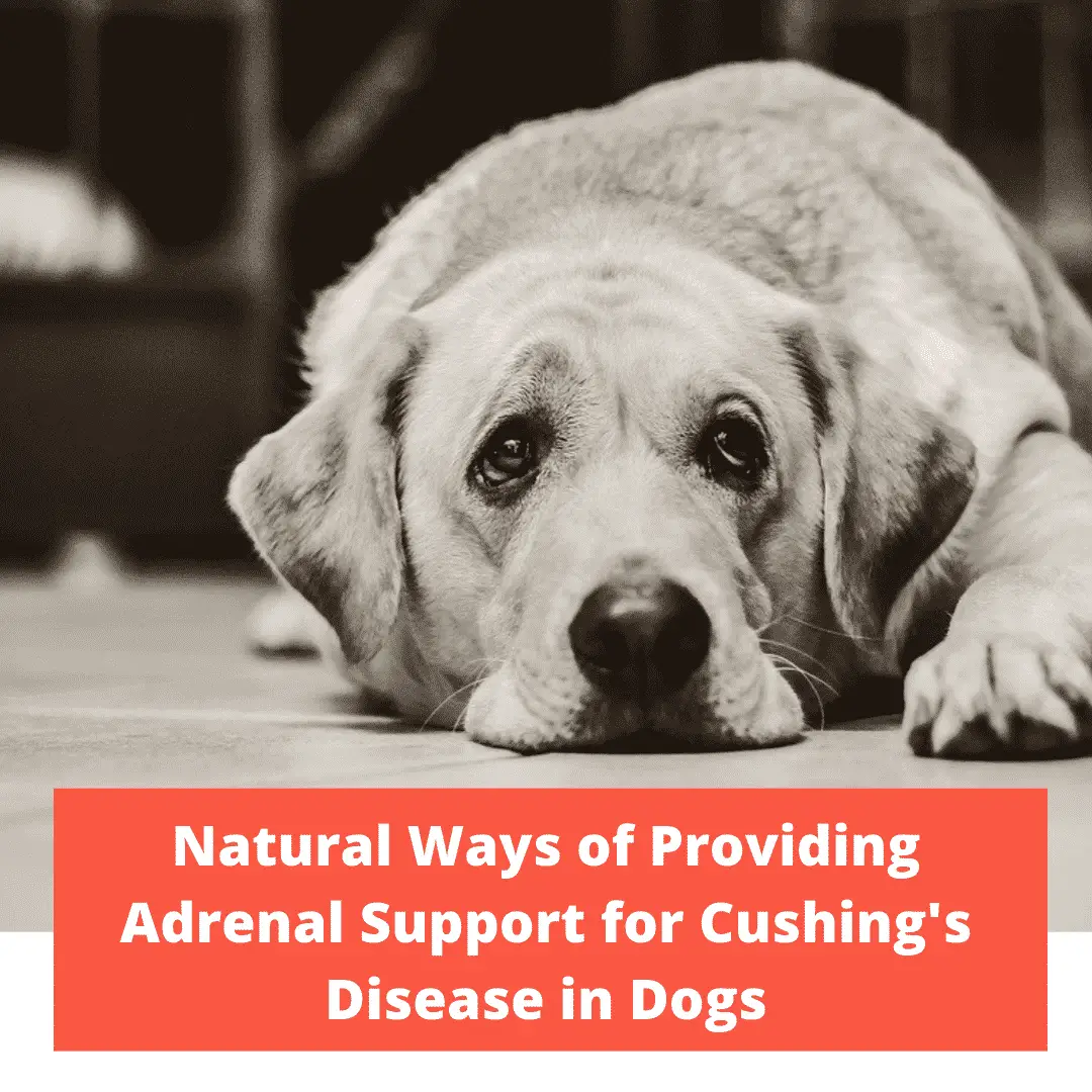 Providing Adrenal Support for Cushing's Disease in Dogs