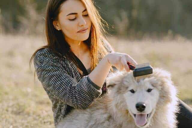 brushing dog