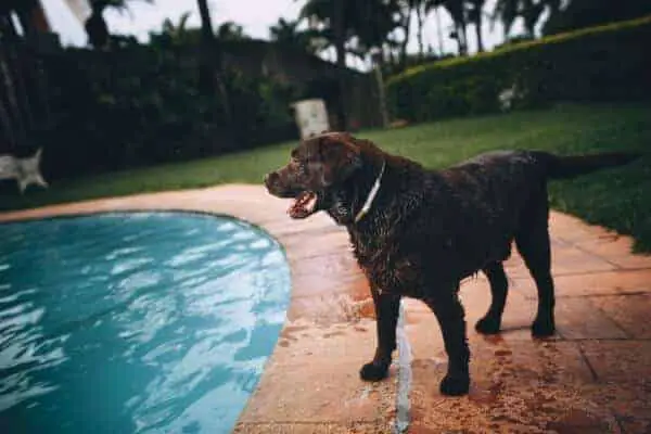 Dog by pool