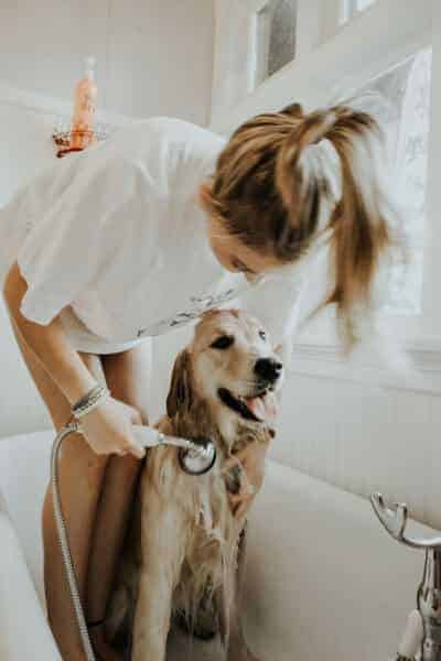 Showering off a dog