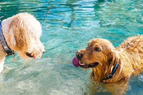 Two dogs playing in pool