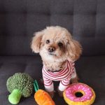 Dog with toys