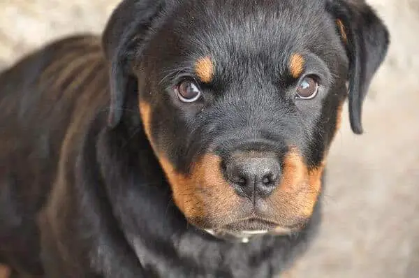 Grumpy puppy rottweiler