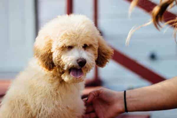 Hypoallergenic poodles