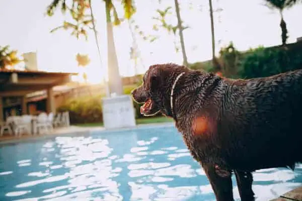 Labrador by pool