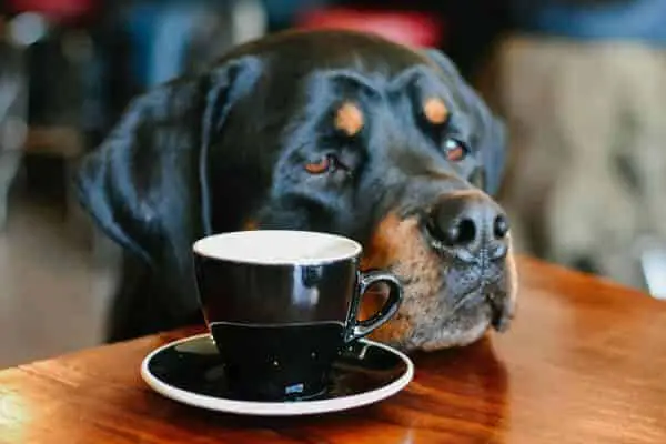 Rottweiler Coffee