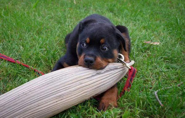 Rottweiler chewing