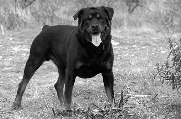 Rottweiler history