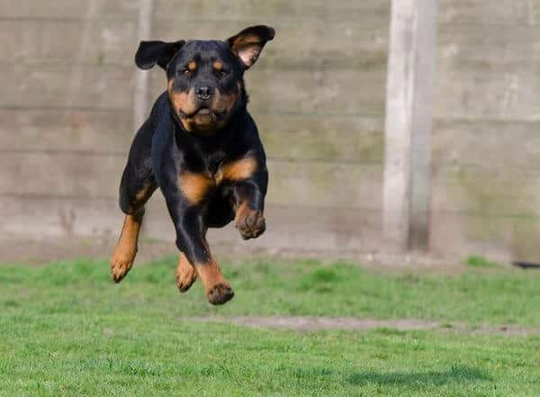 Rottweiler running