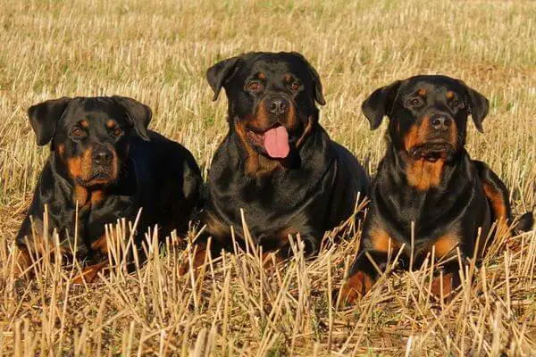 Rottweiler wellbeing