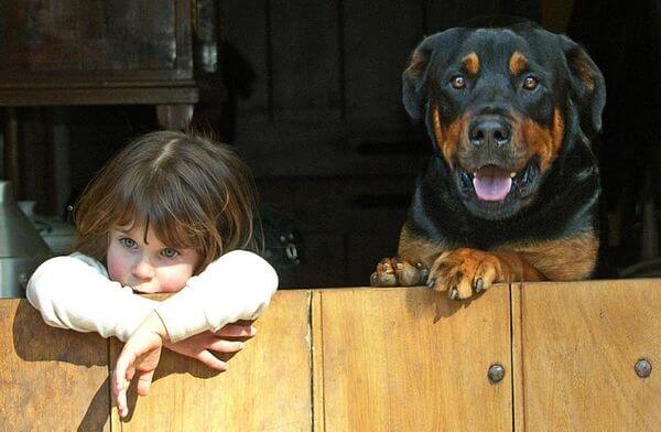 Rottweiler with child