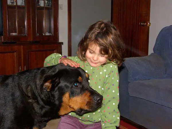 Rottweiler with child