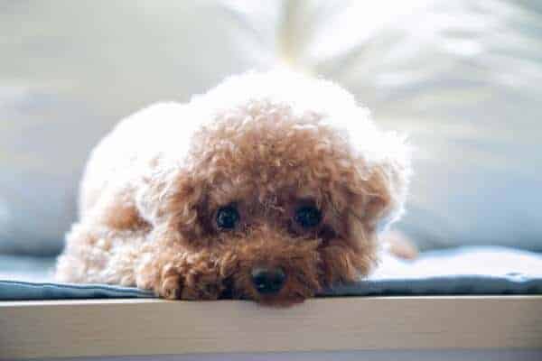 Small Poodle