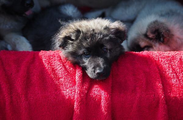 Dog with blanket