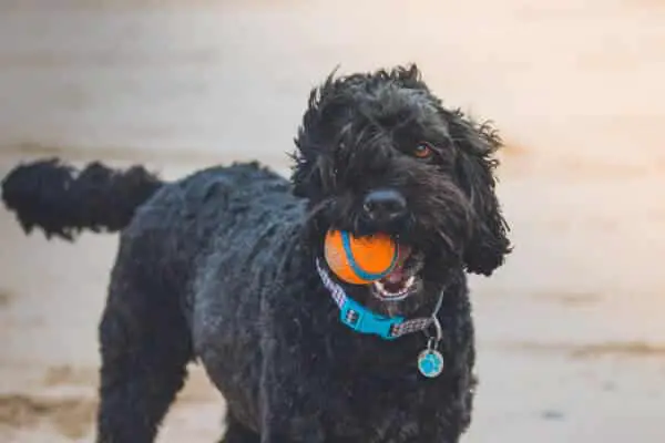 Poodle with a ball