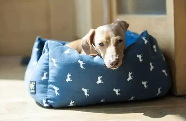 Dog on dog bed