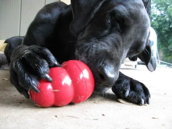 Dog with Kong toy