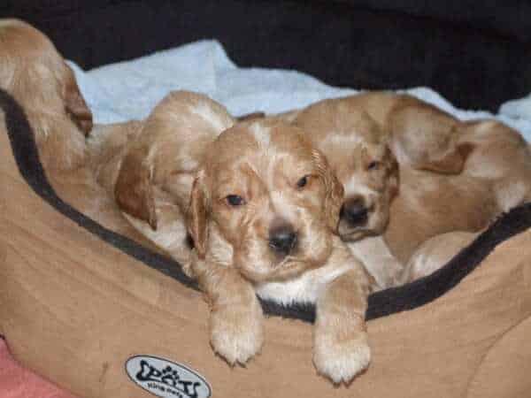 Puppies in bed