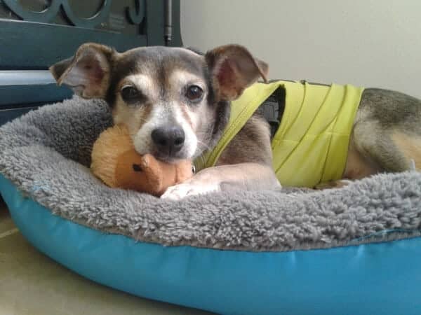 Small dog in bed