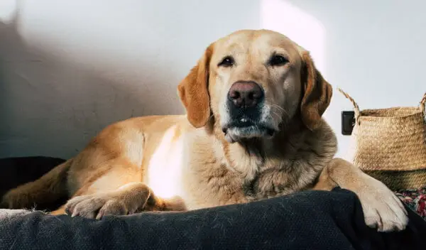 Labrador on dog bed