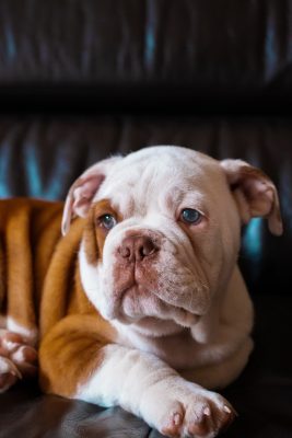 Bulldog