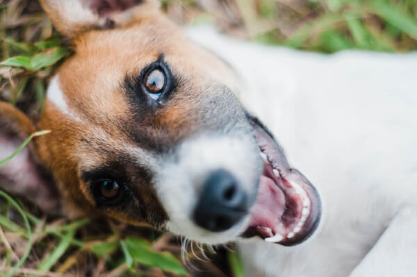 Happy Jack Russell Terrier