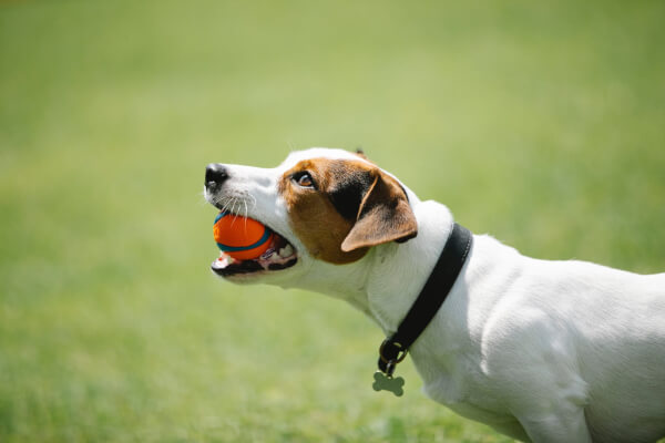 Jack Russell Terrier 2