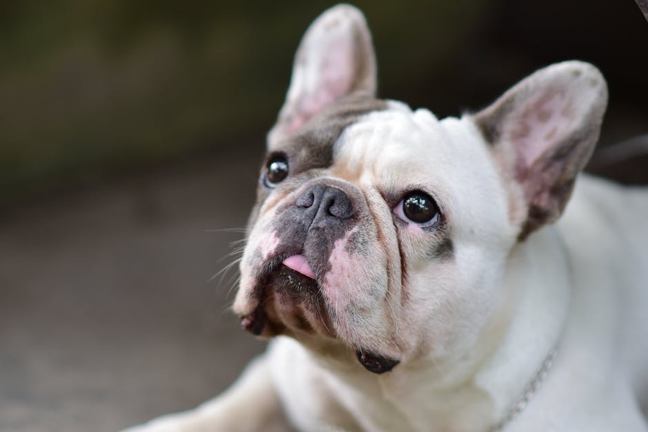 French Bulldog close-up portrait showing characteristic flat face and expressive eyes