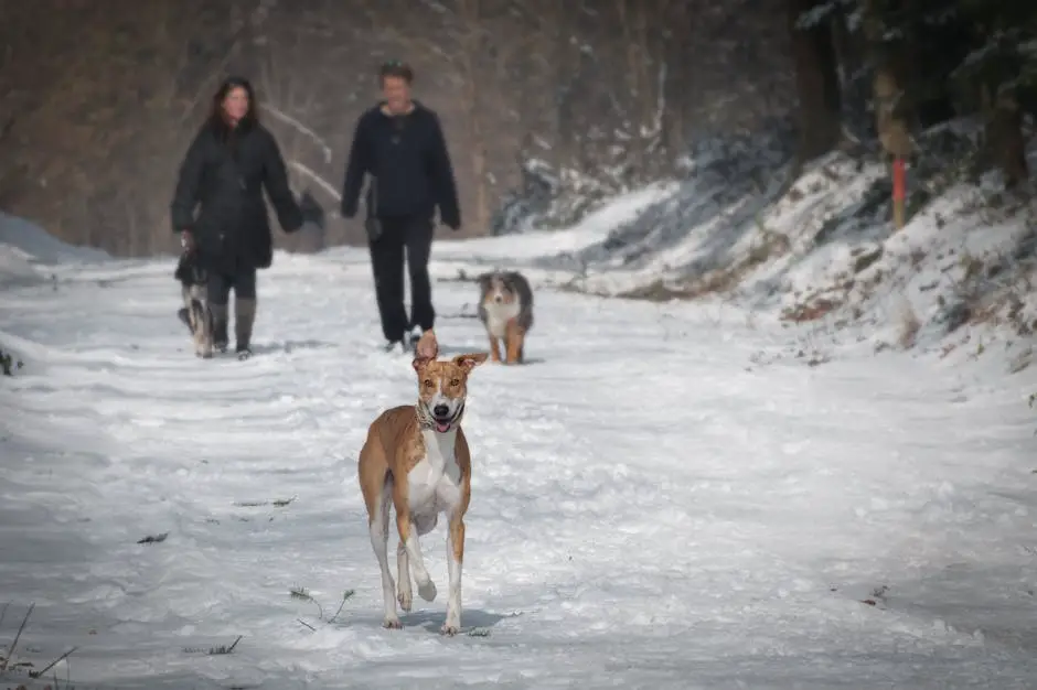 Dog Walking Tips: How Often and How Far Should You Walk Your Dog?