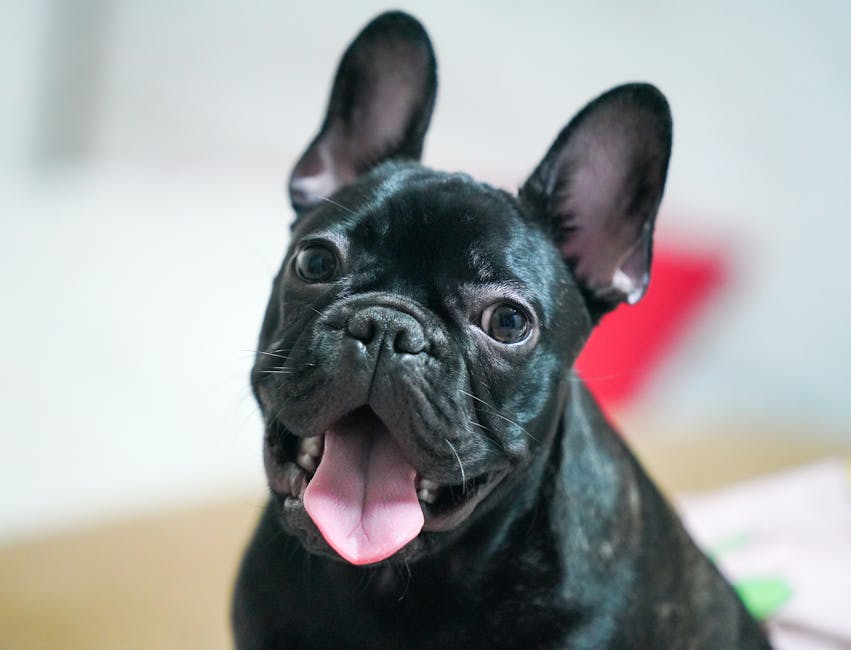Adorable young French Bulldog with tongue out, exuding cuteness and playfulness.