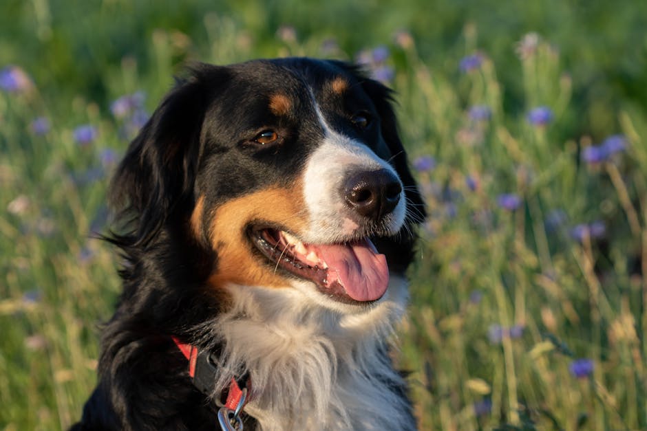 Charming Bernese Mountain Dog in a sunlit field of wildflowers, radiating joy.