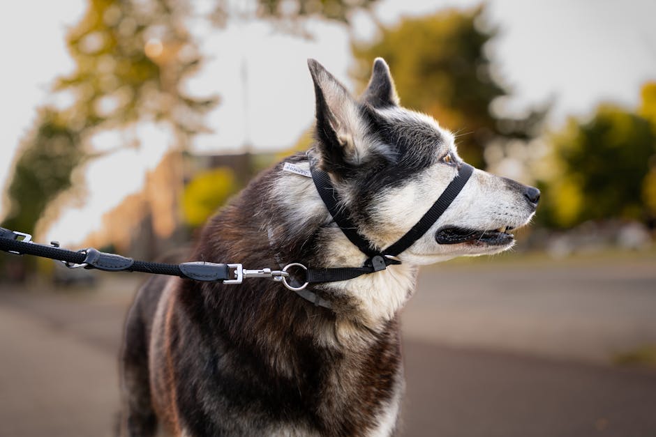 A Siberian Husky with a harness leash looking sideways against a blurred outdoor background.