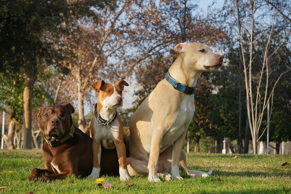 Three pitbull dogs sitting together on a sunny day in a green park.
