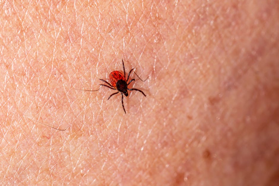 Macro photograph showing a deer tick (Ixodes scapularis) on human skin, highlighting pest detail.