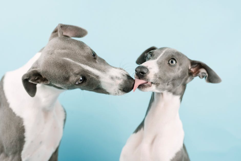 Two whippets licking each other affectionately against a blue background, showcasing love and bonding.