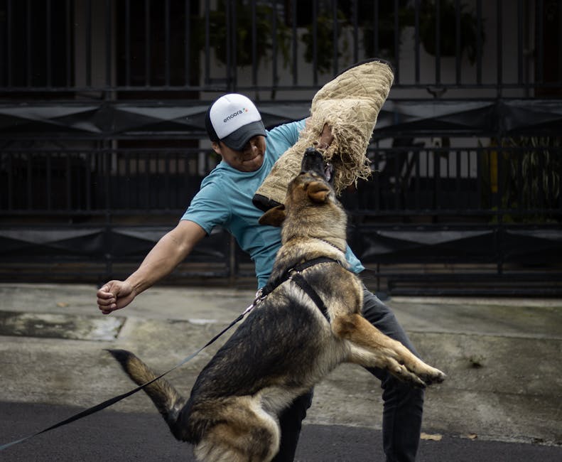 A German Shepherd practicing bite work with a trainer outdoors during the day.