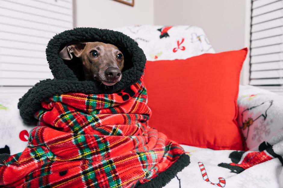 Cute dog wrapped in a red plaid blanket, sitting on a holiday-themed couch.