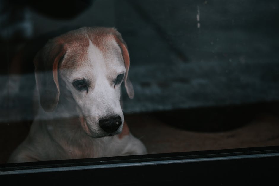 Dog Separation Anxiety: How to Help Your Dog Cope When You Leave